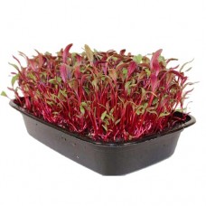 Микро Цвекло/Micro Red Cabbage - кутия 140 мм/95 мм