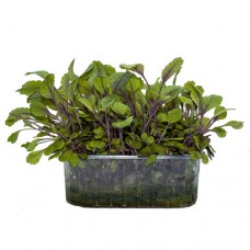 Микро Червено зеле/Micro Red Cabbage - кутия 140 мм/95 мм