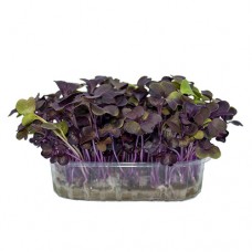 Микро репичка червена/Micro Radish Rioja - кутия 140 мм/95 мм