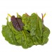 Манголд /Beta vulgaris L. 500 г